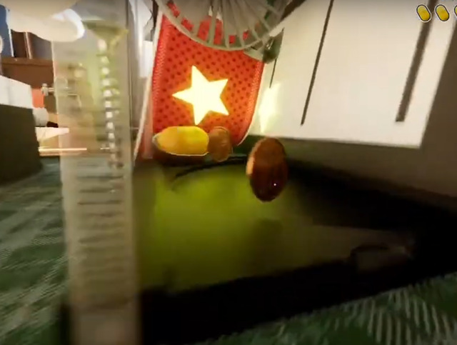 Yellow egg location